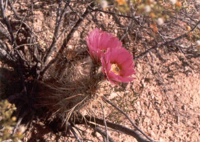 ../Images/181.Organ Pipe Cactus Natl. Mon.jpg